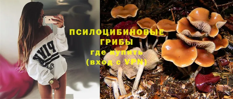 Галлюциногенные грибы Cubensis  наркота  Кизел 